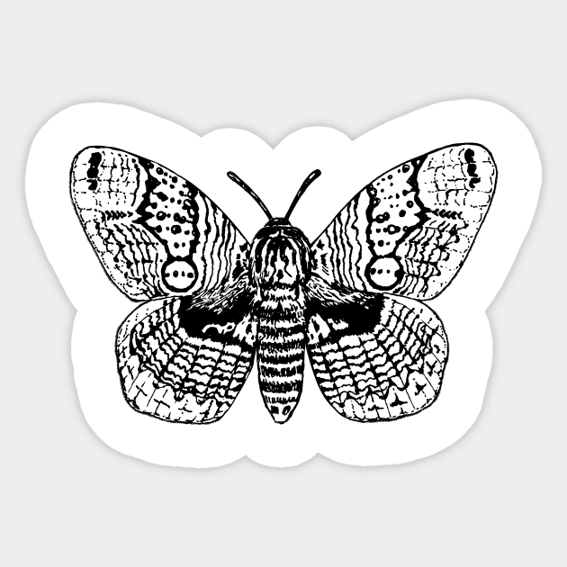 Brahmin moth drawing Sticker by katerinamk